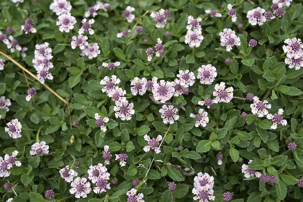 Frutto di rana (Phlya nodiflora) con i suoi minuscoli fiori bianchi e viola