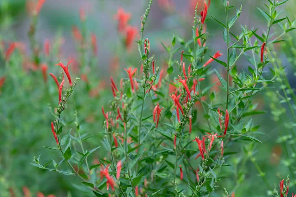 Flame Acanthus (Anisacanthus quadrifidus var. wrightii), cespuglio di colibrì