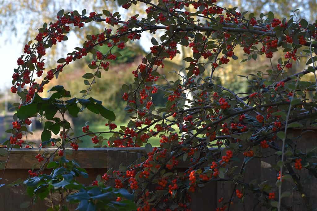 Possumhaw Holly (Ilex decidua) con bacche rosse
