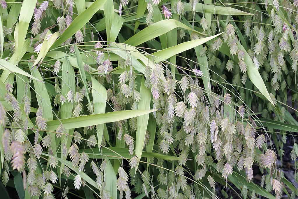 Avena delle acque interne (Chasmanthium latifolium)