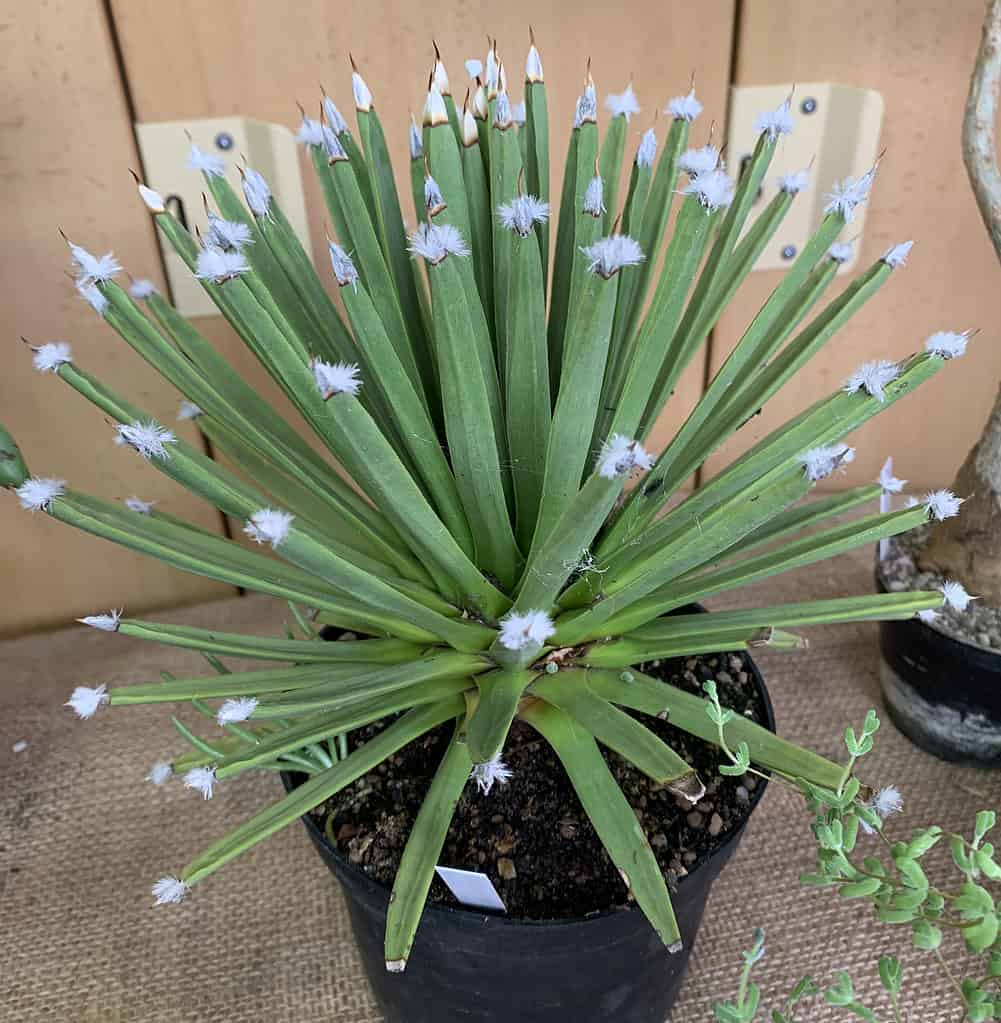 Agave dai capelli bianchi (Agave Albopilosa)