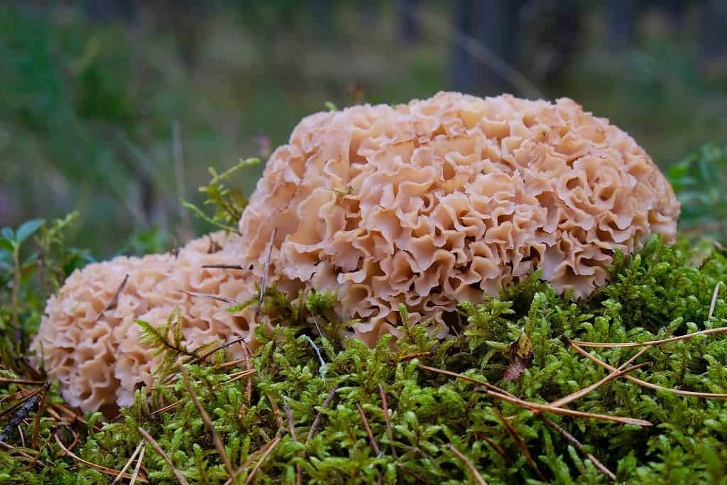 Funghi di cavolfiore allo stato brado