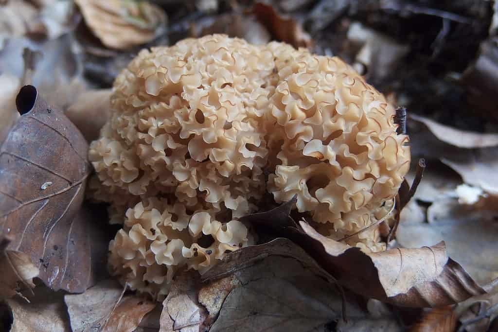 Fungo di cavolfiore allo stato selvatico