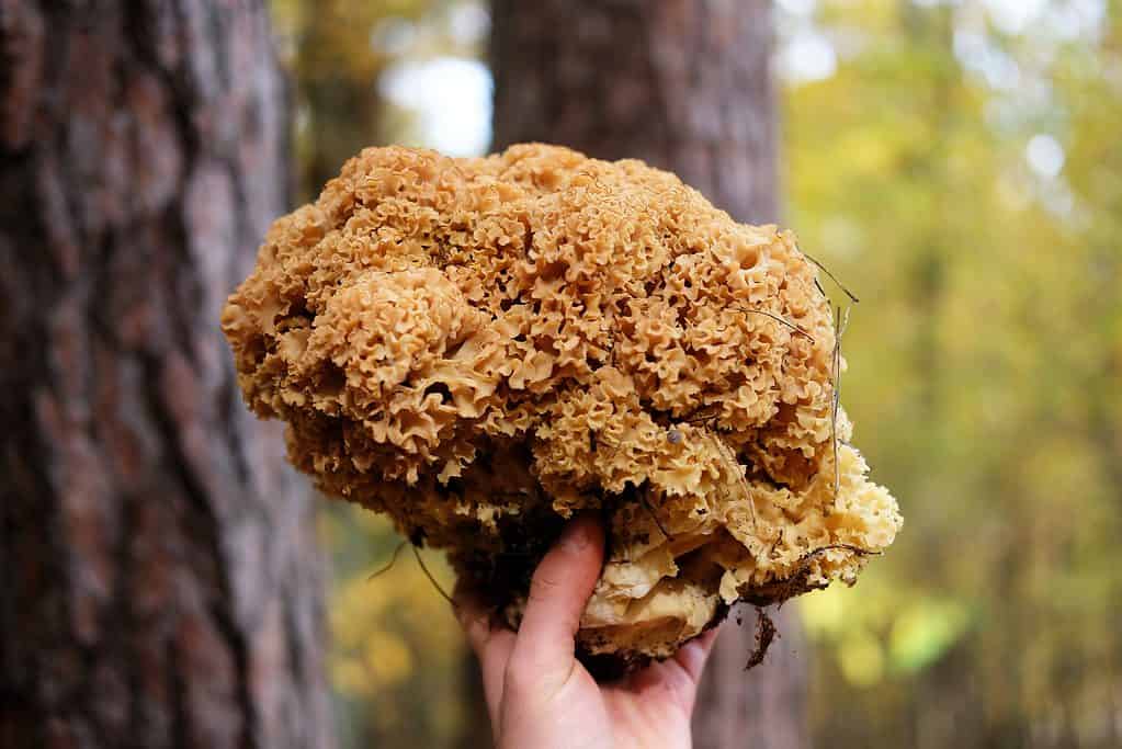 Fungo di cavolfiore tagliato e tenuto in mano