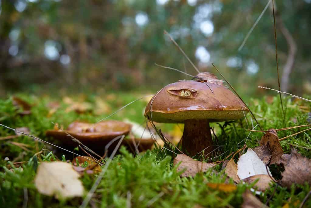 Funghi a cappello di latte allo zafferano