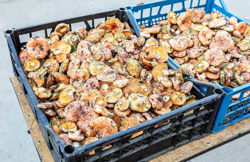 Casse di funghi al latte allo zafferano