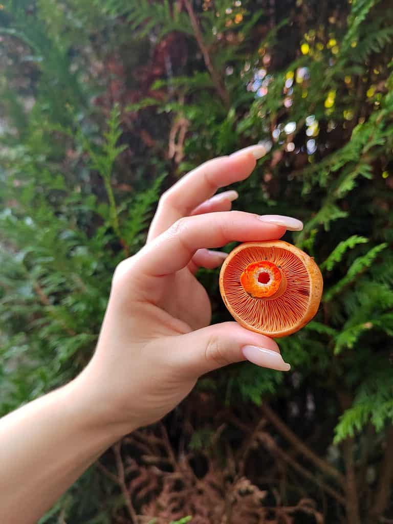 Mano che tiene il fungo di pino rosso fino a rivelare la parte inferiore