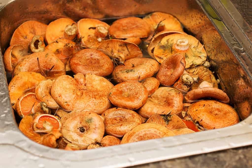 Funghi di pino rosso raccolti e messi a bagno in acqua