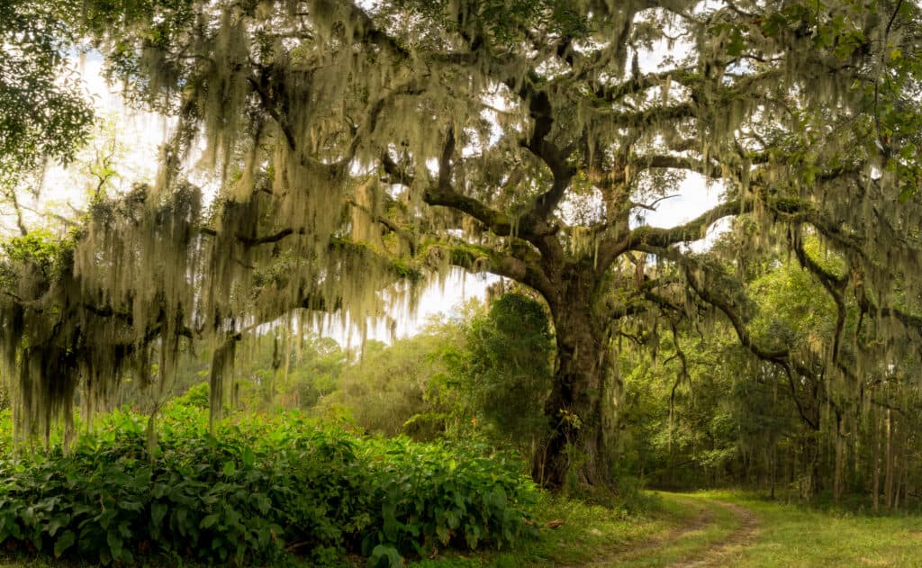 Una massiccia quercia viva in lontananza occupa la cornice.  Le libbre dell'albero sono drappeggiate pesantemente con muschio spagnolo.  L'albero si trova in un ambiente naturale immerso nel verde con un cielo in mezzo al verde.