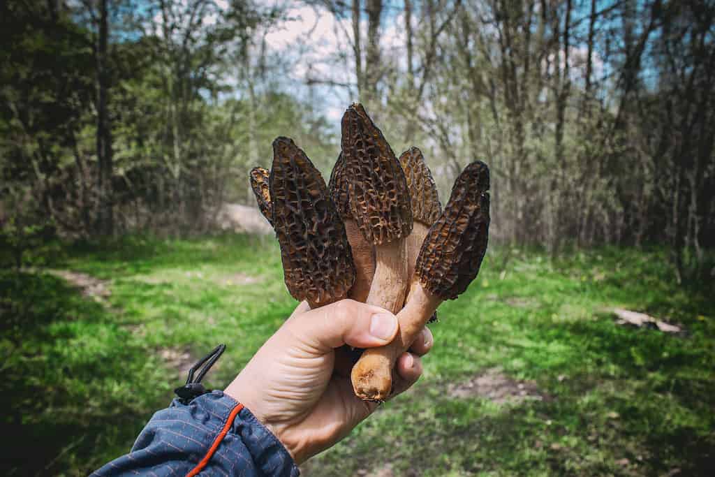 Funghi spugnole raccolti nella mano di un raccoglitore