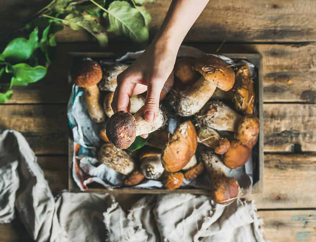 Funghi porcini in cesto