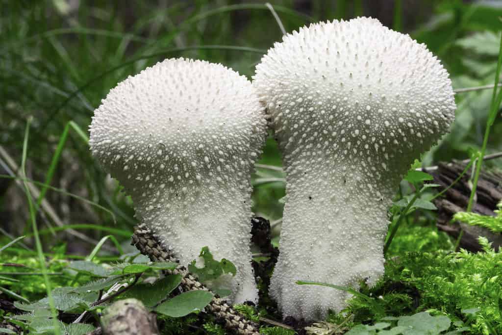 Funghi comuni a palloncino (Lycoperdon perlatum).