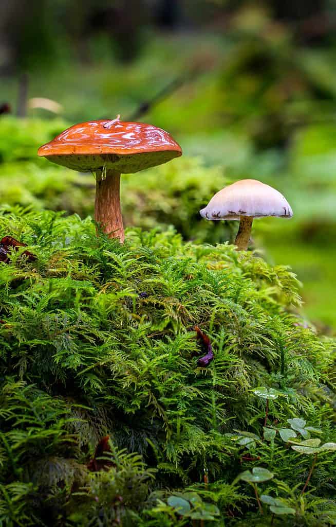 Funghi selvatici che crescono tra il muschio