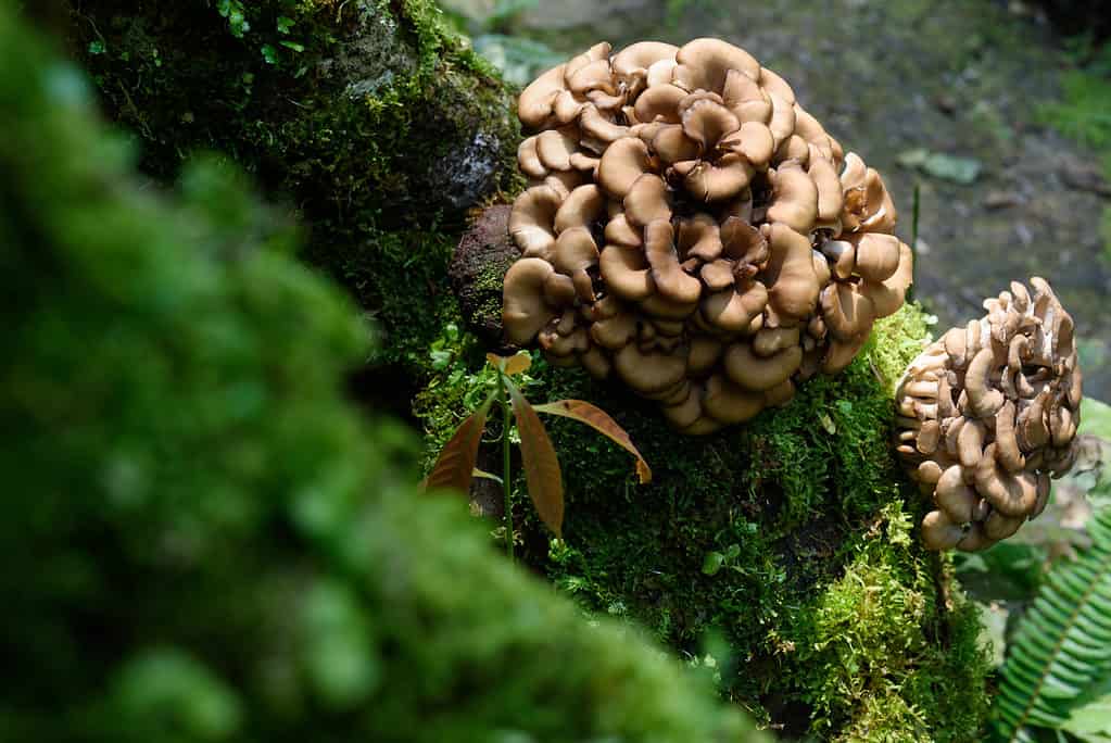 Fungo maitake che cresce in natura
