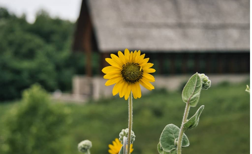 girasole cinereo