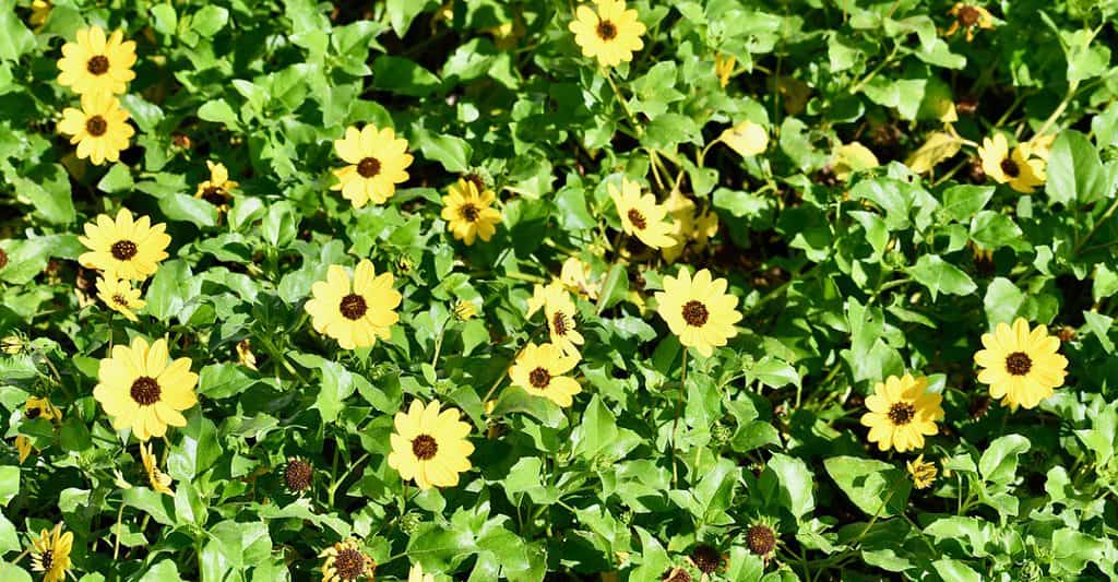 girasole da spiaggia