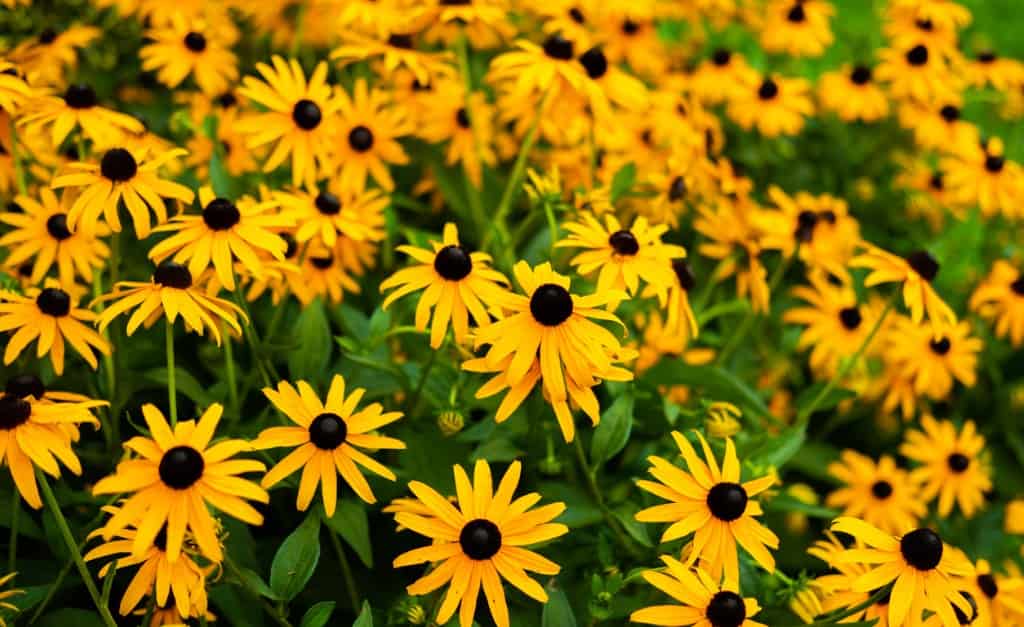 girasole massimiliano