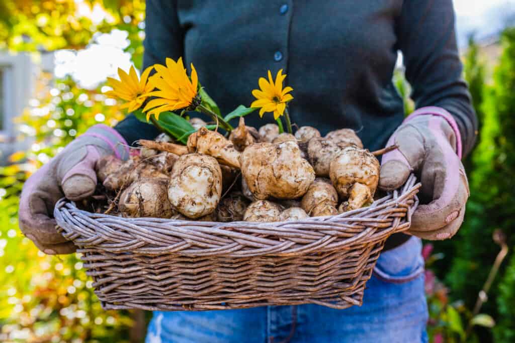 Tuberi di topinambur in un cestino