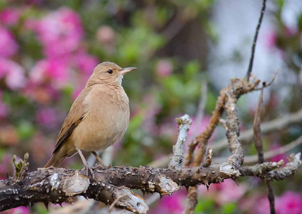 Rufous hornero (Furnarius rufus) è l'uccello nazionale dell'Argentina