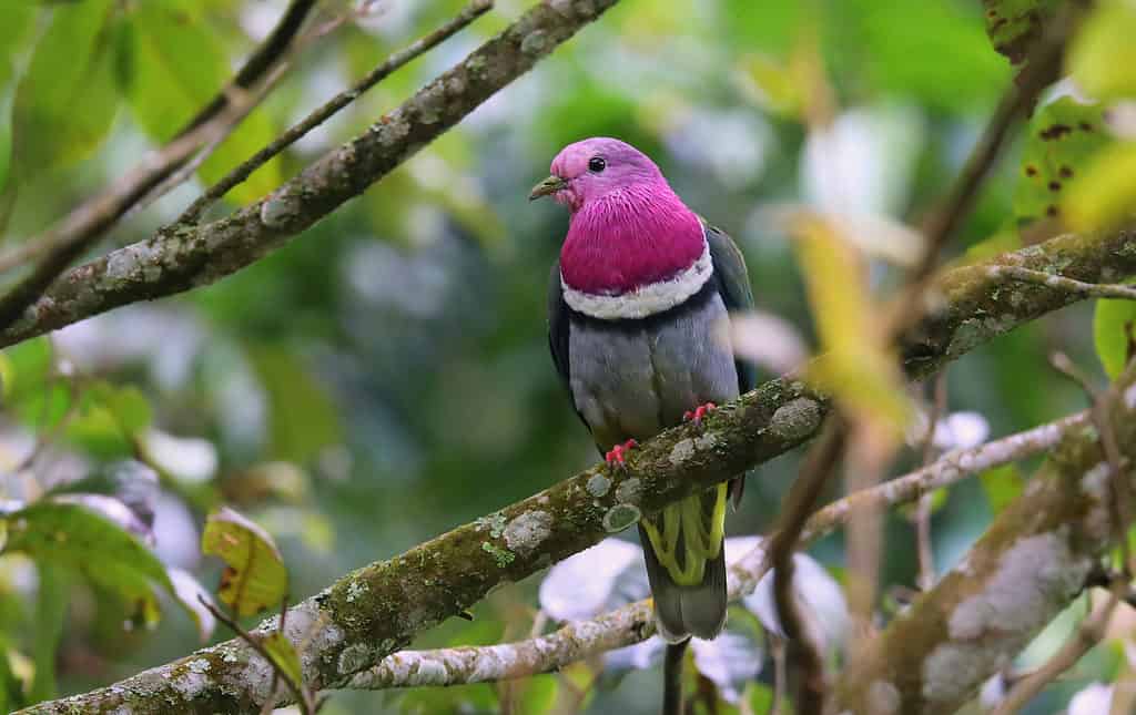 Colomba di frutta dalla testa rosa
