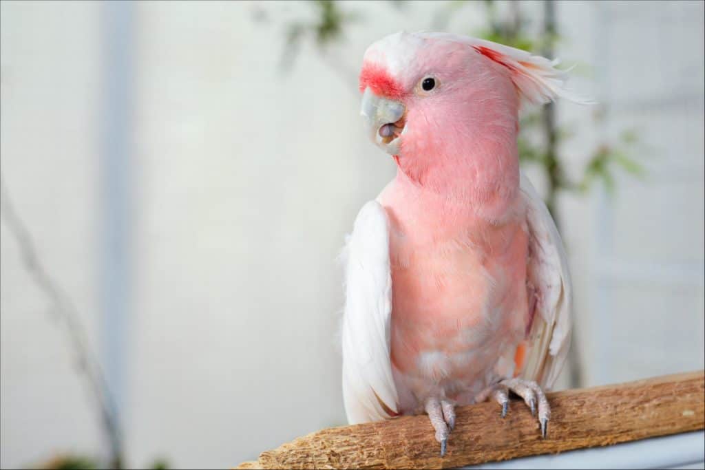 Cacatua rosa