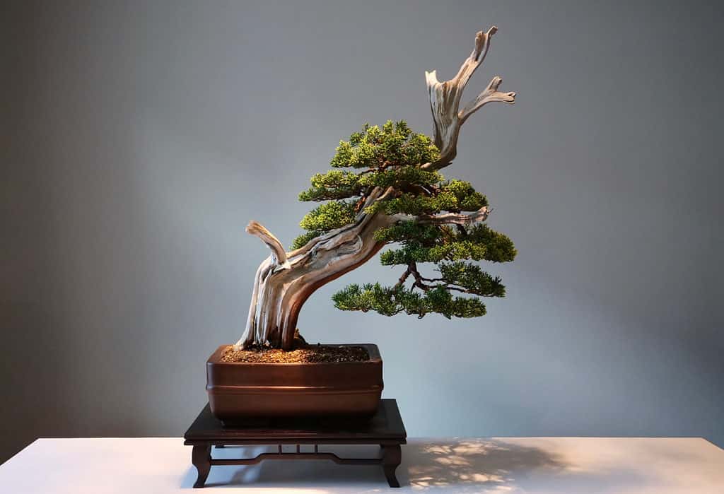 Stili bonsai