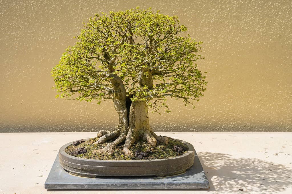 Stili bonsai
