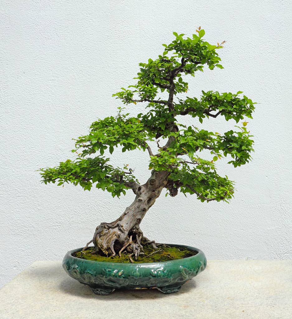 Stili bonsai
