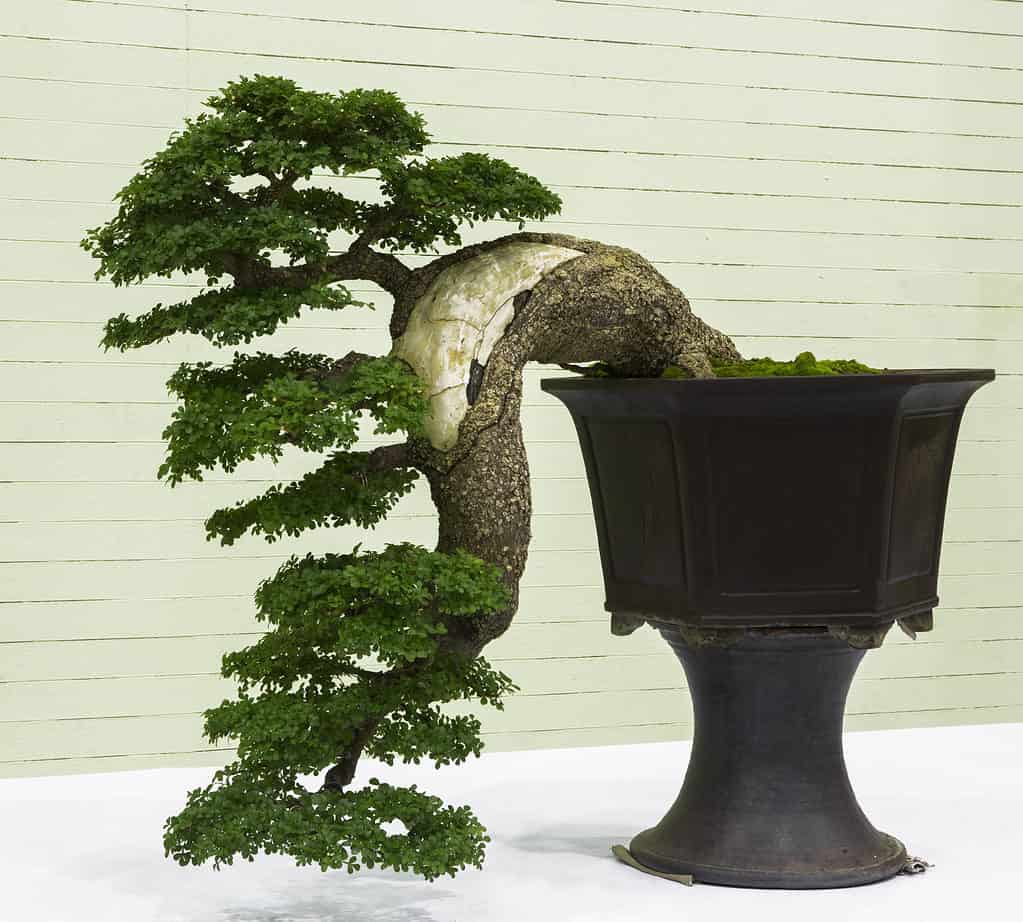 Stili bonsai