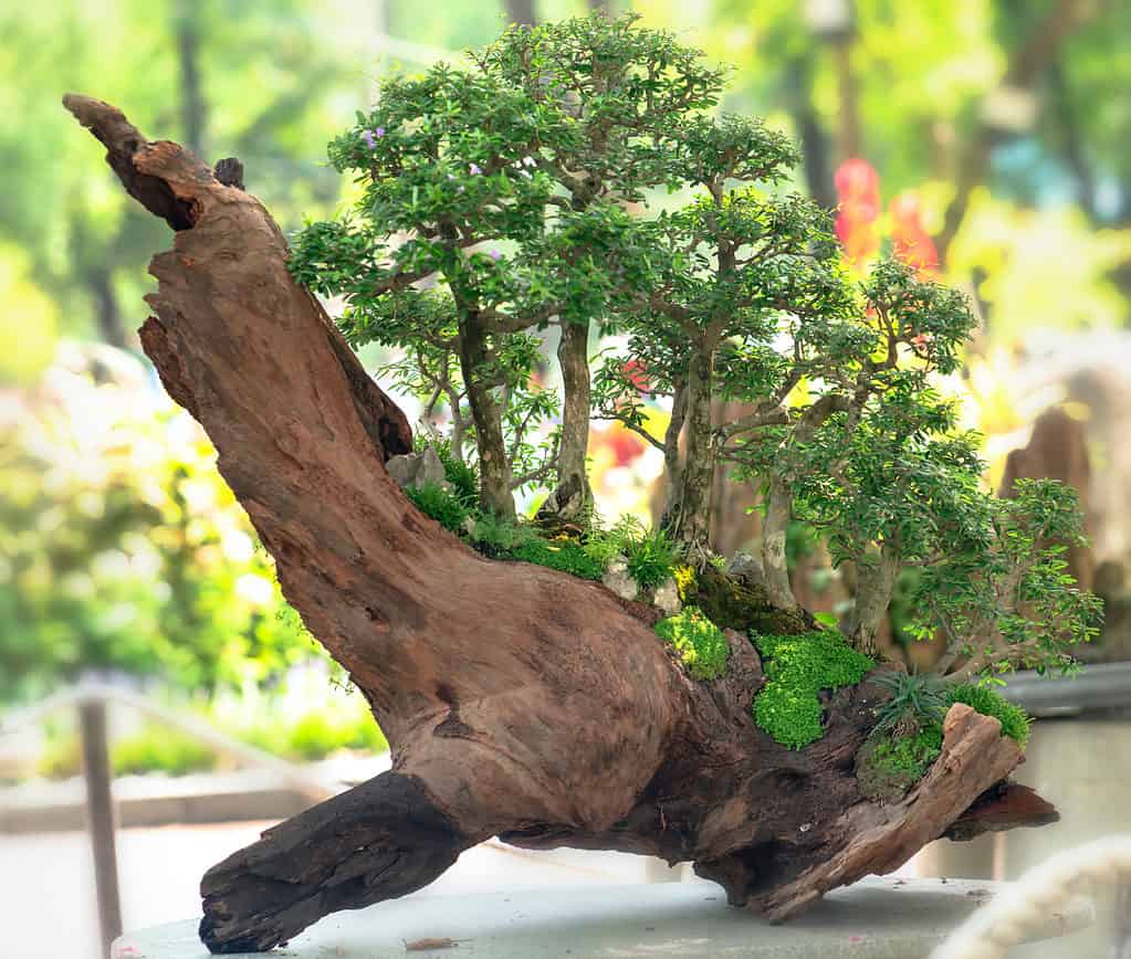 Stili bonsai