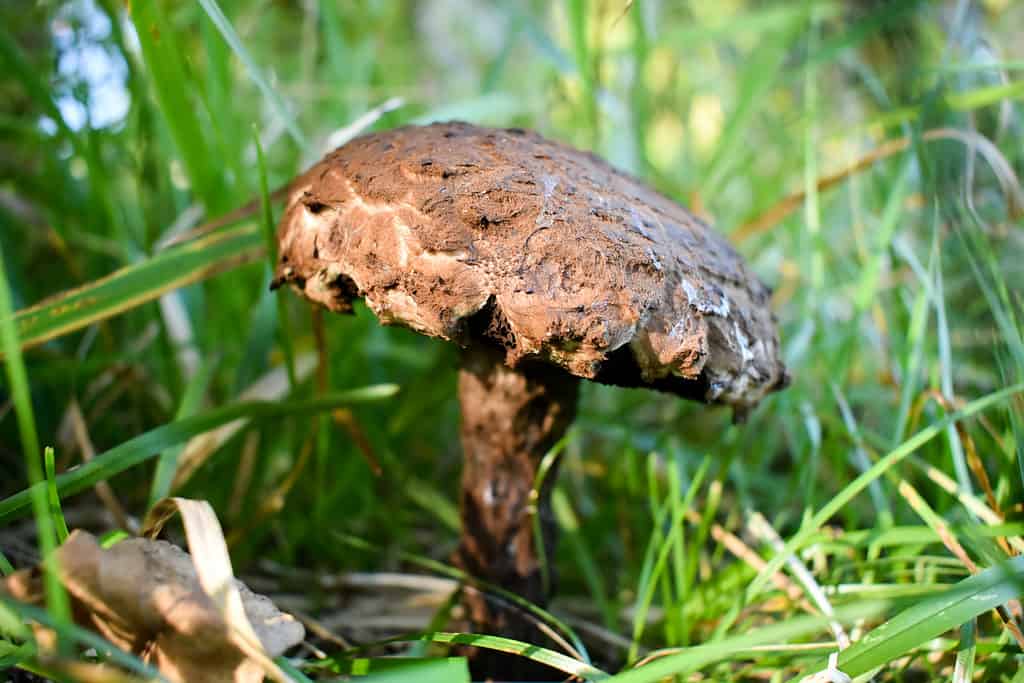 Strobilomyces floccopus o fungo del vecchio bosco che cresce direttamente dal terreno