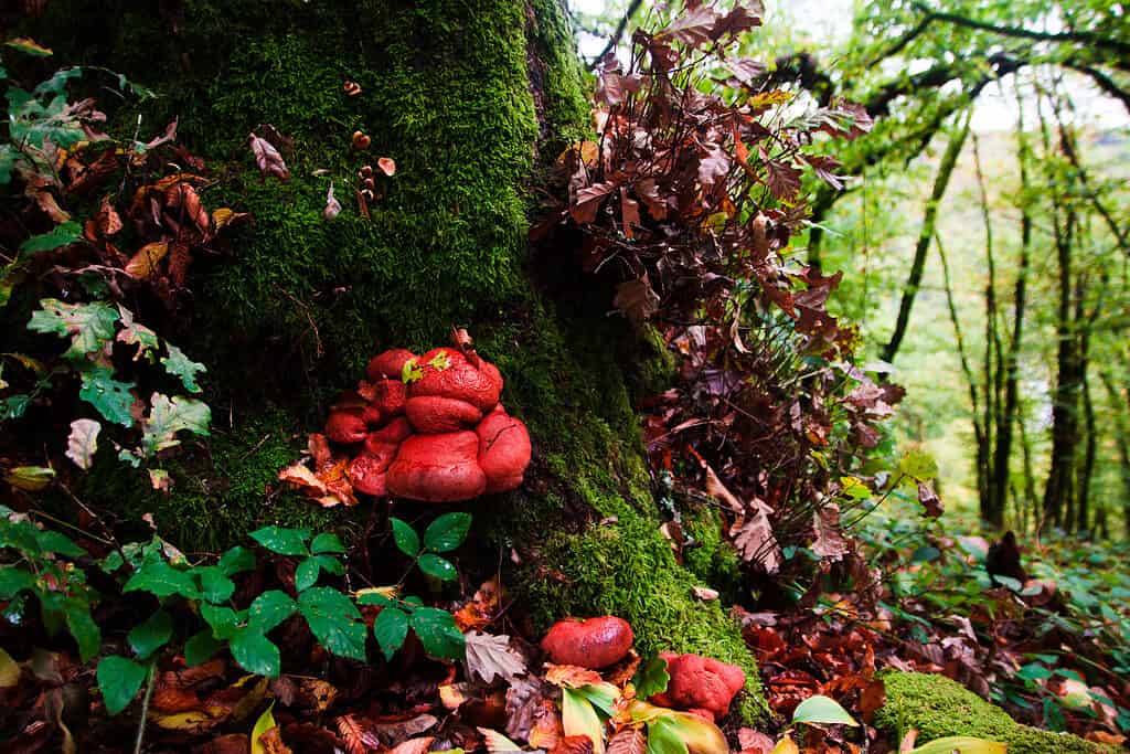 Fistulina hepatica o il polypore della bistecca che cresce dal lato di un albero coperto di muschio