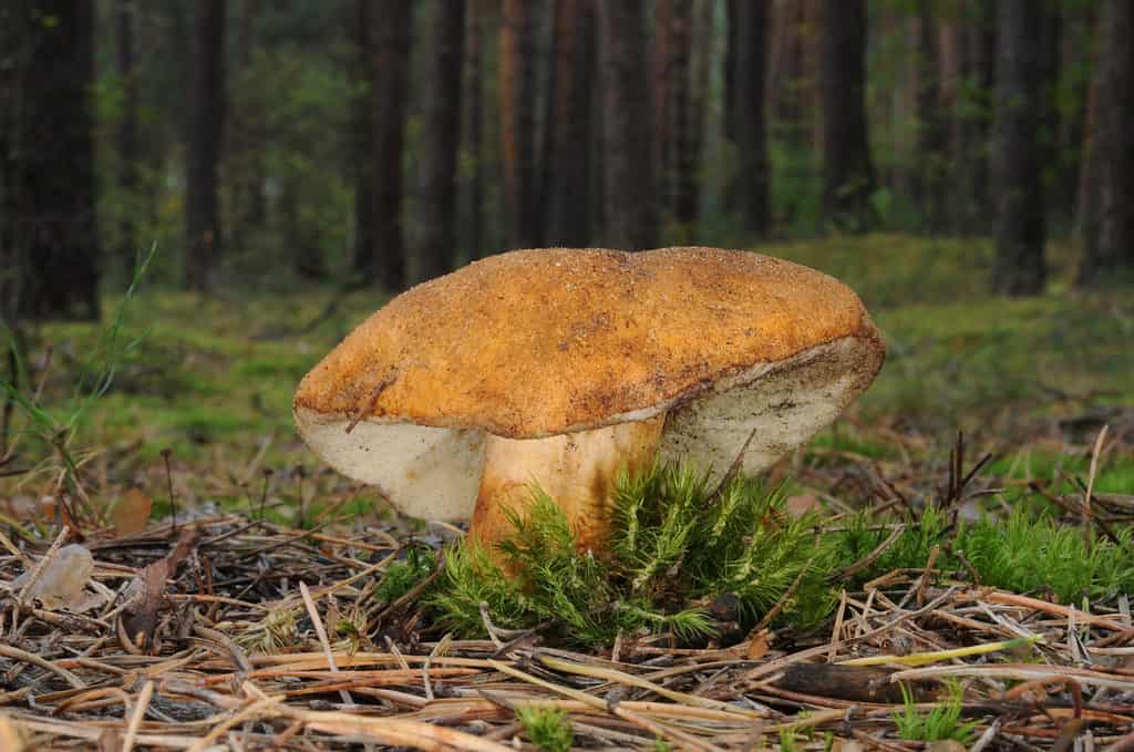 Gyroporus castaneus, comunemente noto come boleto di castagno con alberi forestali sullo sfondo