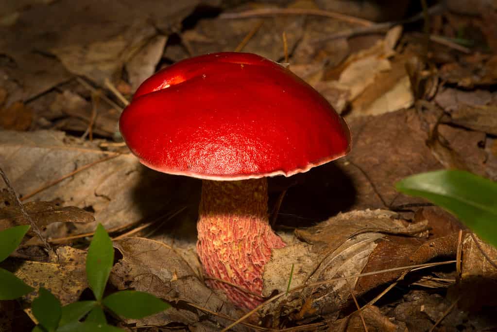 Exsudoporus frostii o fungo porcino del gelo che cresce dalla lettiera delle foglie