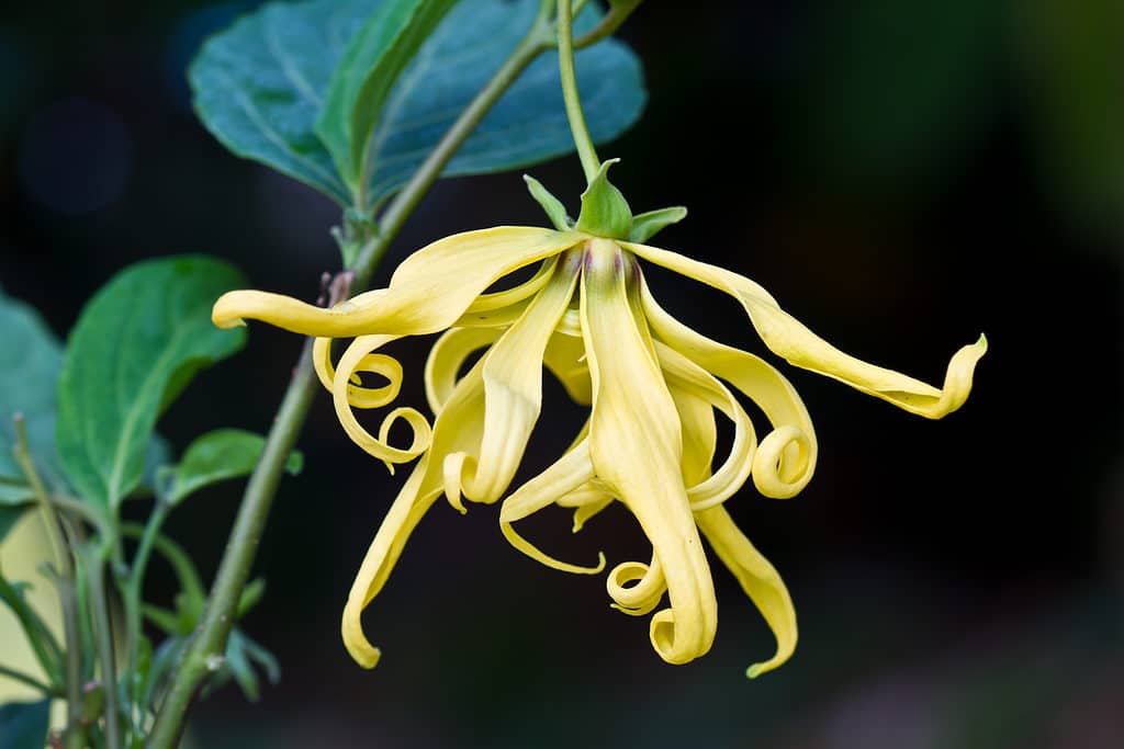 L'Ylang-Ylang dall'odore dolce