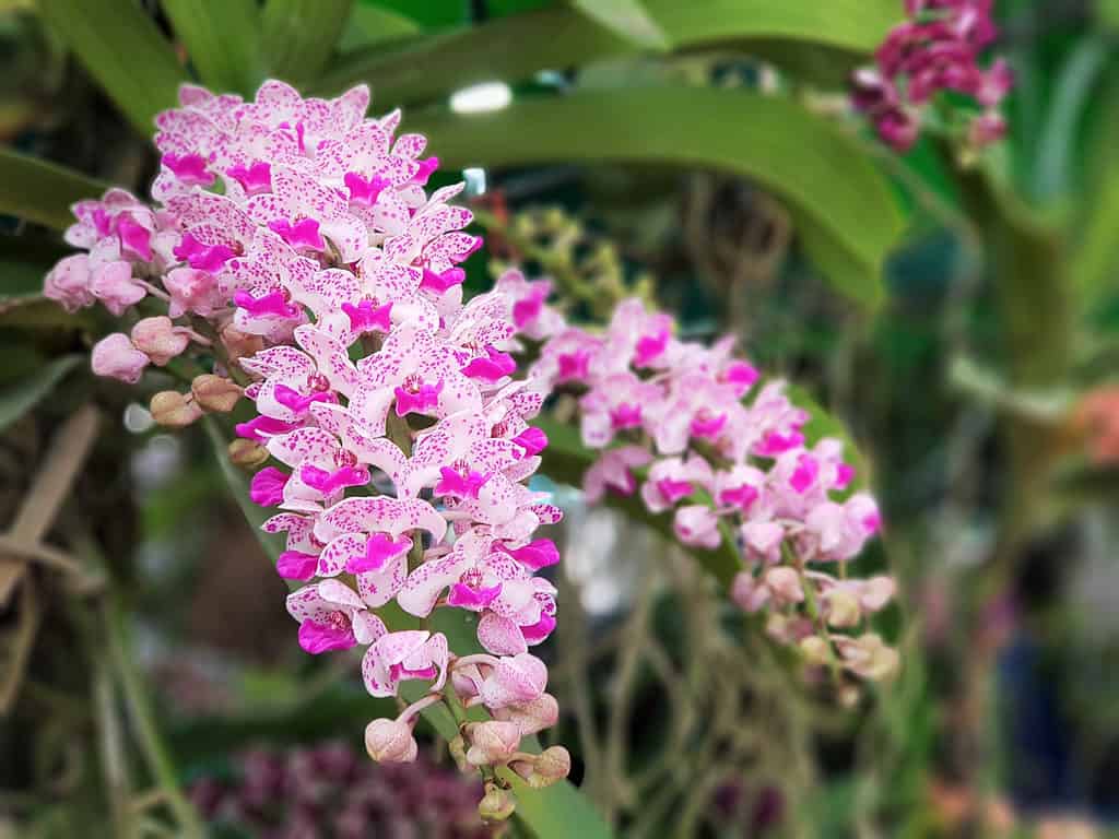 L'orchidea di coda di volpe