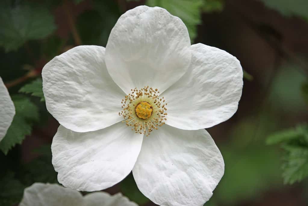 Primo piano di un fiore di anemone a foglia d'uva