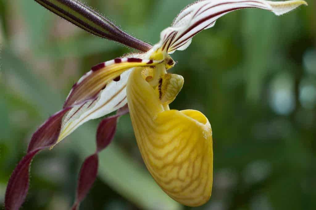 Il labbro giallo di un Paphiopedilum Philippinense