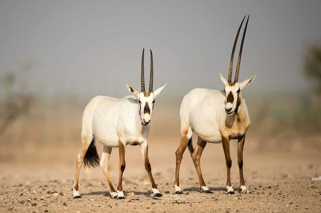 Due orici d'Arabia