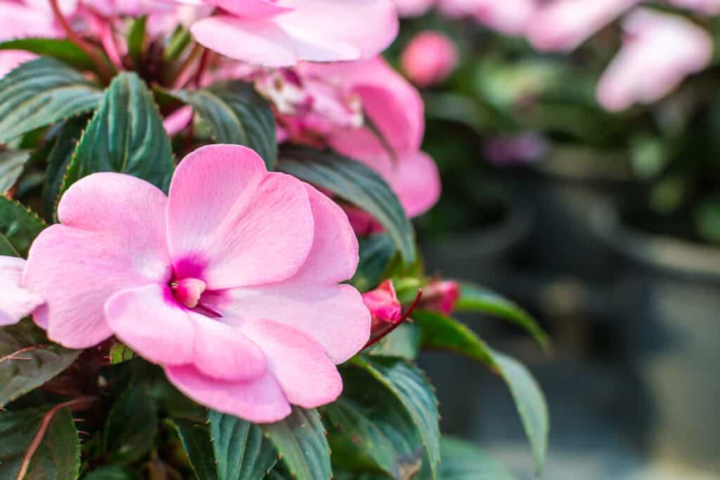 impatiens rosa