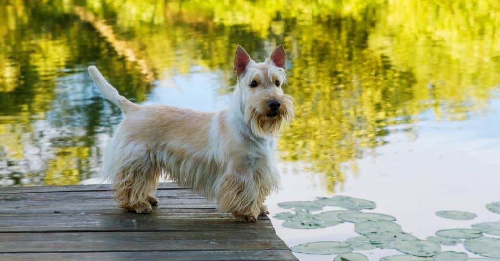 Cane Scottish Terrier in piedi sul ponte di legno vicino all'acqua