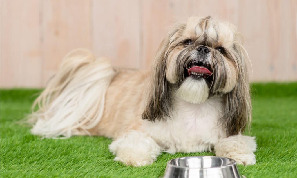 shih tzu canino reale