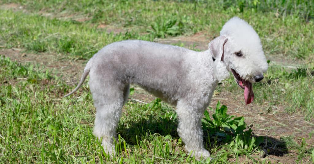Bedlington Terrier in piedi nell'erba