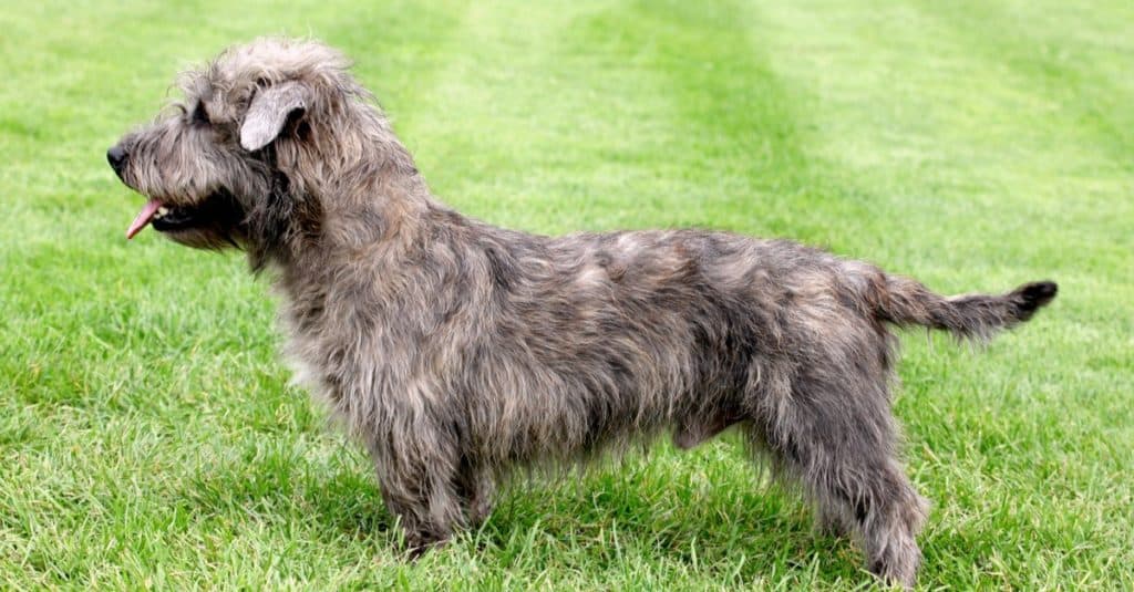 Glen of Imaal Terrier su un prato verde