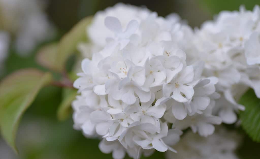 palla di neve giapponese