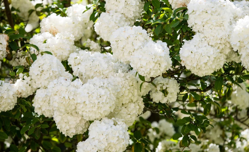 palla di neve cinese