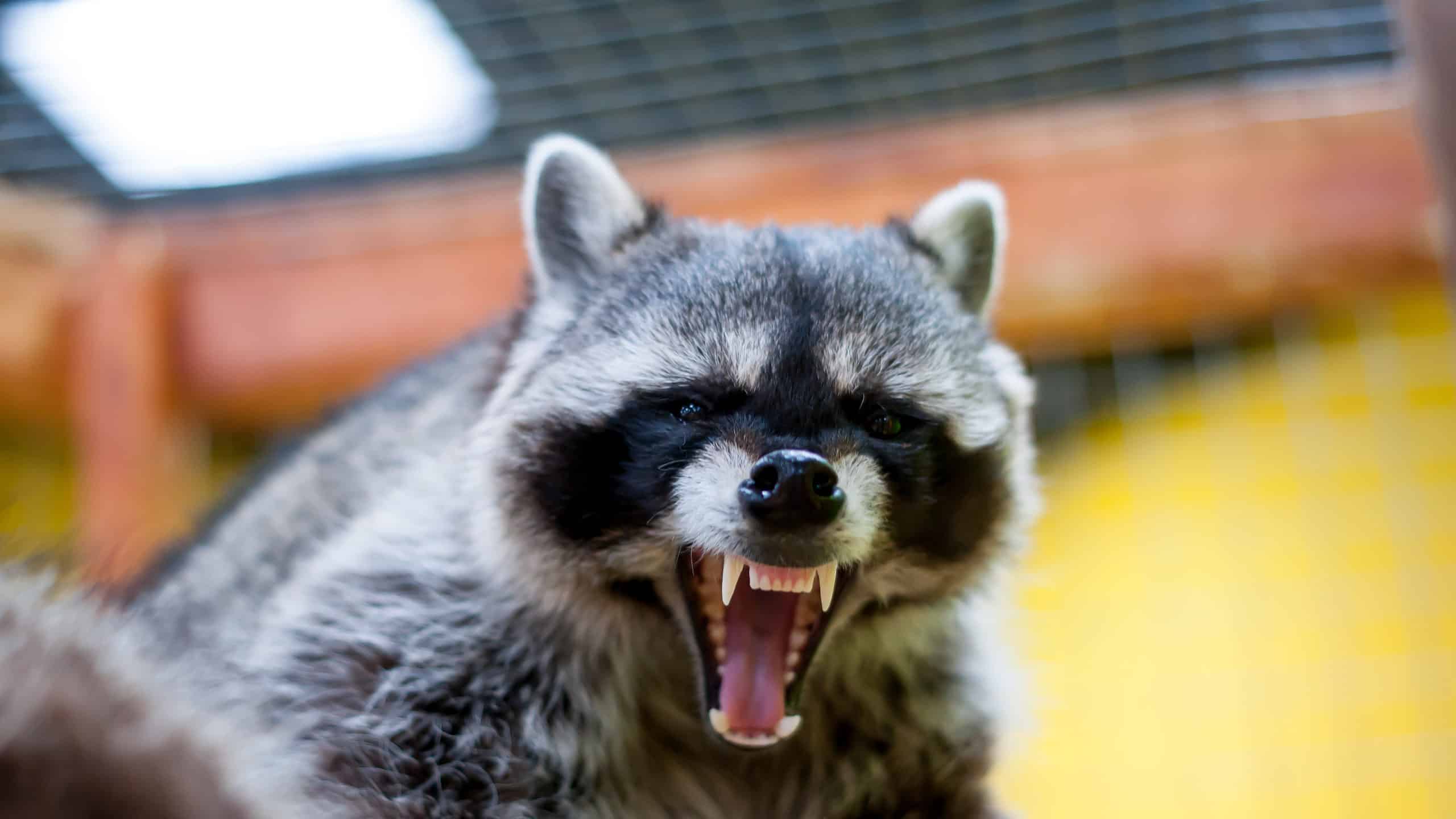 Procione che ringhia