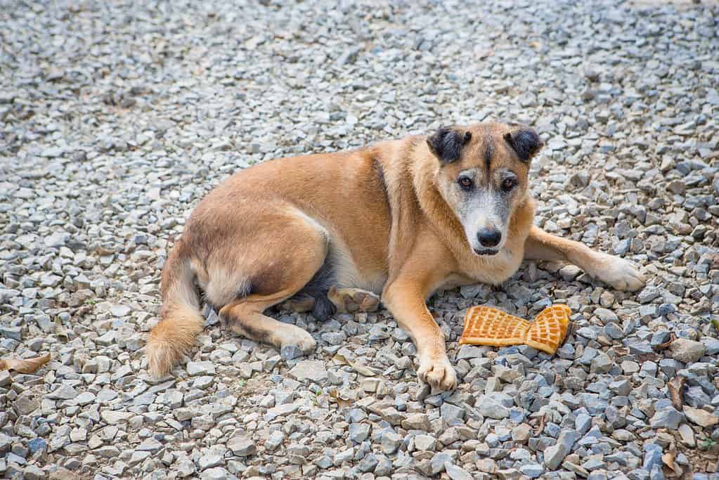 Cane anziano che protegge la sua cialda