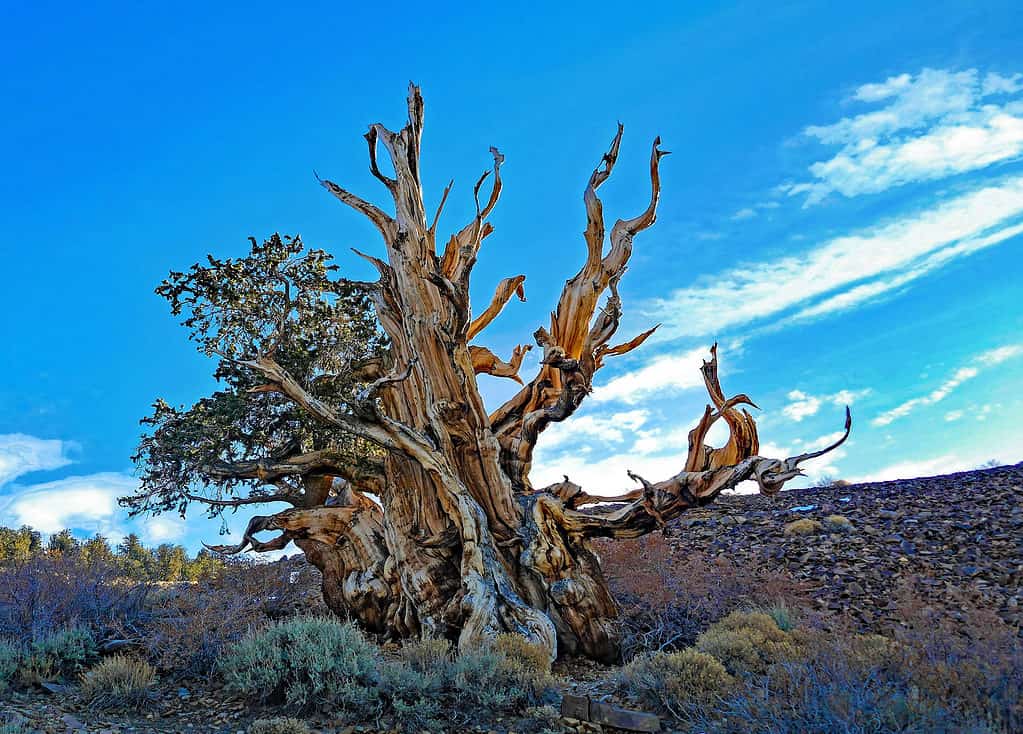 Antico Pino Bristlecone