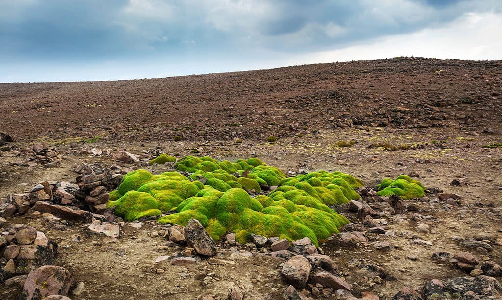 yareta pianta che forma un cuscino